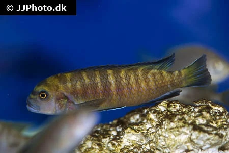 Chindongo Flavus (Tidl. Pseudotropheus Flavus)